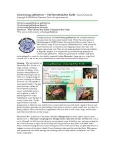 Cistoclemmys galbinifrons *– The Flowerback Box Turtle – Sharon Chancellor