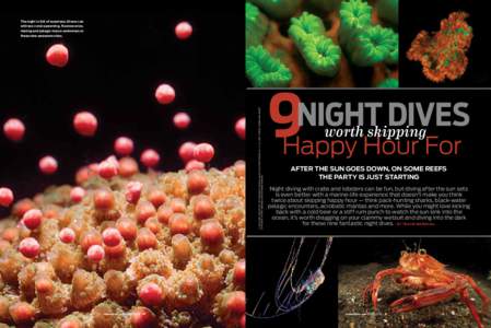The night is full of surprises: Divers can witness coral spawning, fluorescence, mating and pelagic macro swimmers at CLOCKWISE FROM TOP LEFT: BRANDI E. IRWIN/LIQUID FILM PHOTOGRAPHY LLC (2); ERIC CHENG; FABIEN MICHENET;