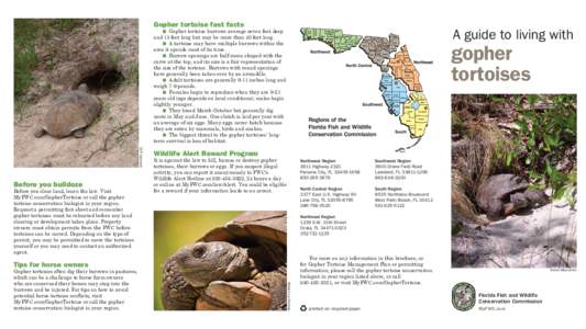 Gopher tortoise fast facts  A guide to living with n Gopher tortoise burrows average seven feet deep and 15 feet long but may be more than 40 feet long.