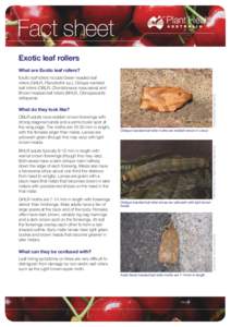 Fact sheet Exotic leaf rollers What are Exotic leaf rollers? Cheryl Moorehead, Bugwood.org