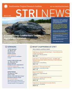 stri.si.edu/sites/strinews  MAY 22, 2015 Reaching up to 8 feet in length and weighing up to a ton, leatherbacks are the largest turtle species and
