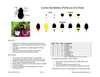 Cuckoo Bumblebee (Psithyrus) Crib Sheet HEAD