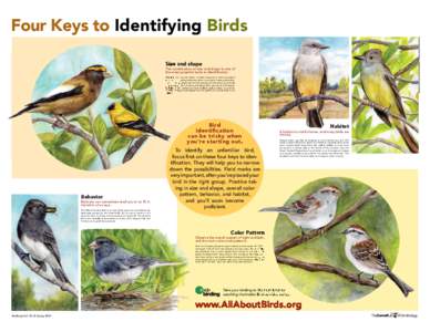 Four Keys to Identifying Birds Size and shape The combination of size and shape is one of the most powerful tools to identiﬁcation. Though you may be drawn to birds because of their wonderful colors or fascinating beha