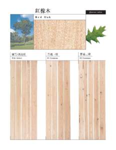 Quercus rubra  Red Oak FAS - Select
