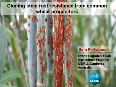 Cloning stem rust resistance from common wheat progenitors Sam Periyannan Evans Lagudah’s Lab Agriculture Flagship