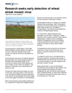 Research seeks early detection of wheat streak mosaic virus