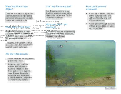 What are Blue-Green Algae? They are not actually algae, but a colony forming single-celled bacteria that grows in sunlight known as cyanobacteria.