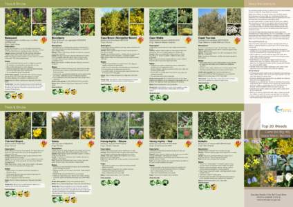 Trees & Shrubs  About this brochure This brochure identifies the top 20 weeds for the Surf Coast townships of Lorne (inc Big Hill), Deans Marsh and Bambra. Weeds are a threat to our natural environment. Guarding agains