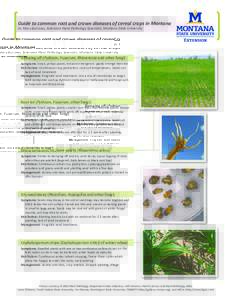 Guide to common root and crown diseases of cereal crops in Montana Dr. Mary Burrows, Extension Plant Pathology Specialist, Montana State University Damping off (Pythium, Fusarium, Rhizoctonia and other fungi) Symptoms: S