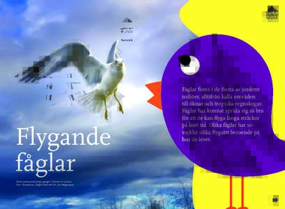 Flygande fåglar Texten publicerades första gången i Dronten nrFoto: iStockphoto, Staffan Waerndt och Lars Magnusson  Fåglar finns i de flesta av jordens