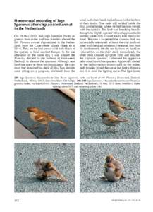 Homosexual mounting of Iago Sparrows after ship-assisted arrival in the Netherlands On 19 May 2013, four Iago Sparrows Passer iagoensis (two males and two females) aboard the MV Plancius arrived ship-assisted in the Neth