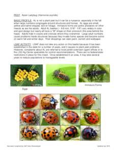 PEST: Asian Ladybug (Harmonia axyridis) BASIC PROFILE: AL is not a plant pest but it can be a nuisance, especially in the fall when large numbers congregate around structures and homes. AL eggs are small, yellow and barr
