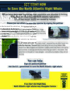 ACT RIGHT NOW to Save the North Atlantic Right Whale Before being decimated by whaling, their population was abundant & thriving. Today there are fewer than 500 North Atlantic right whales. 72% of their known deaths are 
