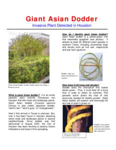 Microsoft Word - Giant Asian Dodder flyer D.doc