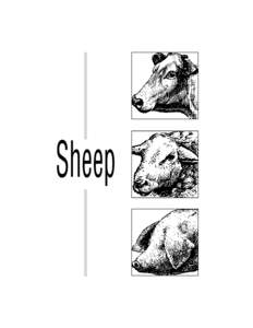 P2289 Mississippi 4-H Livestock Judging Manual - Sheep