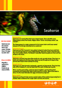 Seahorse DID YOU KNOW? Seahorses are the slowest fish in the ocean. It takes