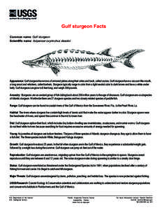 Gulf sturgeon Facts Common name: Gulf sturgeon Scientific name: Acipenser oxyrinchus desotoi Appearance: Gulf sturgeon have rows of armored plates along their sides and back, called scutes. Gulf sturgeon have a vacuum li