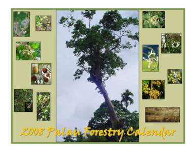 2008 Palau Forestry Calendar   