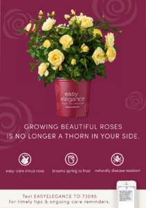 GROWING BEAUTIFUL ROSES IS NO LONGER A THORN IN YOUR SIDE. easy-care shrub rose  blooms spring to frost