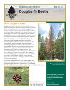 Woodboring beetles / Hexapoda / Botany / Scolytinae / Biology / Forest ecology / Bark beetle / Dendroctonus pseudotsugae / Douglas fir / Pseudotsuga / Beetle / Tree