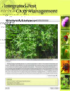 Chemistry / Biology / Agronomy / Ecology / Amines / Glyphosate / Herbicides / Monsanto / Euphorbia / Plant pathology / Pythium / Weed control
