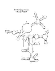 Bordetella pertussis RNase P RNA UG C G C C