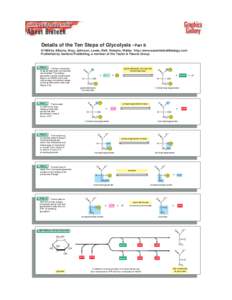 Details of the Ten Steps of Glycolysis - Part B ©1998 by Alberts, Bray, Johnson, Lewis, Raff, Roberts, Walter . http://www.essentialcellbiology.com Published by Garland Publishing, a member of the Taylor & Francis Group