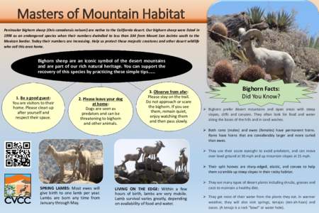 Masters of Mountain Habitat Peninsular bighorn sheep (Ovis canadensis nelsoni) are native to the California desert. Our bighorn sheep were listed in 1998 as an endangered species when their numbers dwindled to less than 