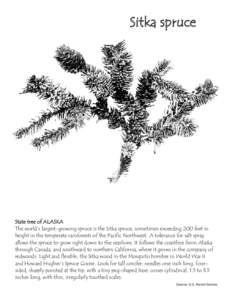 Sitka spruce  State tree of ALASKA The world’s largest-growing spruce is the Sitka spruce, sometimes exceeding 200 feet in height in the temperate rainforests of the Pacific Northwest. A tolerance for salt spray allows