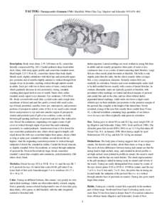TAUTOG / Tautoga onitis (Linnaeus 17;8) / Blackfish, White Chin, Tog / Bigelow and Schroeder 1953:[removed]Description. Body stout; deep, [removed]times in SL; somewhat laterally compressed (Fig[removed]Caudal peduncle 