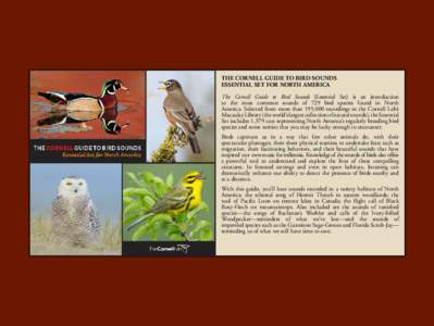 THE CORNELL GUIDE TO BIRD SOUNDS ESSENTIAL SET FOR NORTH AMERICA The Cornell Guide to Bird Sounds (Essential Set) is an introduction to the most common sounds of 729 bird species found in North America. Selected from mor