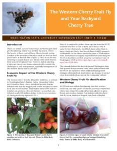 Cherries / Prunus / Plant reproduction / Ornamental trees / Rhagoletis indifferens / Washington State University / Prunus avium / Fruit tree / Rootstock