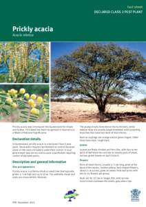 Fact sheet DECLARED CLASS 2 PEST PLANT Prickly acacia Acacia nilotica