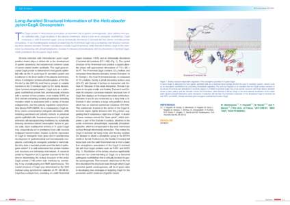 5 Life Science  PF Activity Report 2012 #30 Long-Awaited Structural Information of the Helicobacter pylori CagA Oncoprotein