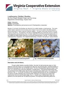 Leatherwing (Soldier) Beetles By Chris Philips, Elizabeth Fread, and Tom Kuhar Department of Entomology, Virginia Tech Order: Coleoptera Family: Cantharidae Species: Chauliognathus pennsylvanicus and Chauliognathus margi