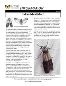INFORMATION No. 029 Indian Meal Moth  Indian meal moth showing wing banding.