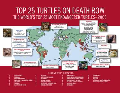TOP 25 TURTLES ON DEATH ROW  THE WORLD’S TOP 25 MOST ENDANGERED TURTLES–2003 INDO-BURMA  Striped Narrow-headed Softshell Turtle