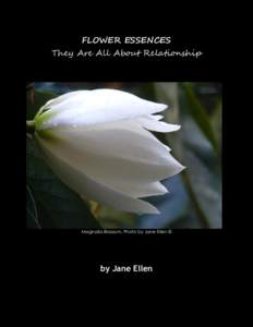 FLOWER ESSENCES They Are All About Relationship Magnolia Blossom, Photo by Jane Ellen ©  by Jane Ellen