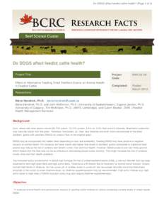 Do DDGS affect feedlot cattle health? (Page 1 of 3)  Do DDGS affect feedlot cattle health? Project Title: Effect of Alternative Feeding Dried Distillers Grains on Animal Health in Feedlot Cattle