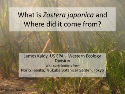 What is Zostera japonica and Where did it come from? James Kaldy, US EPA – Western Ecology Division With contributions from