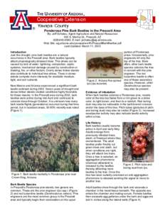 Ponderosa Pine Bark Beetles in the Prescott Area  By: Jeff Schalau, Agent Agriculture and Natural Resources 500 S. Marina St., Prescott, AZ, E-mail:  Web Site: ag.arizona.edu/yavapai/