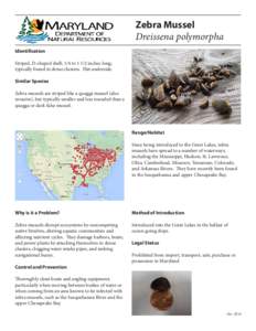 Zoology / Zebra mussel / Quagga mussel / Mussel / Dreissena / Zebra / Great Lakes / Habitat / Quagga / Dreissenidae / Phyla / Protostome