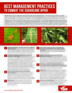 Best Management Practices to combat the sugarcane aphid Management of the sugarcane aphid starts with proper identification. The aphid can be gray, tan, light green or pale yellow in color. It is often called the white a