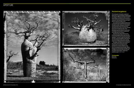 Aperture Ancient megatrees THE devil upended the baobab and planted it upside down. So says Arab legend. In Burkino Faso and Tanzania, folklore has it that the tree wouldn’t stop walking, so God planted it with root-fe