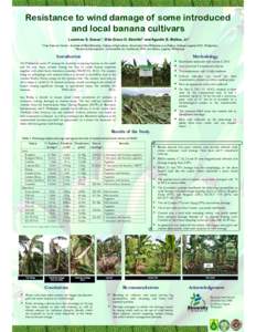 Resistance to wind damage of some introduced and local banana cultivars Lavernee S. Gueco1, Vida Grace O. Sinohin2 and Agustin B. Molina, Jr.2 1Crop  Science Cluster - Institute of Plant Breeding, College of Agriculture,