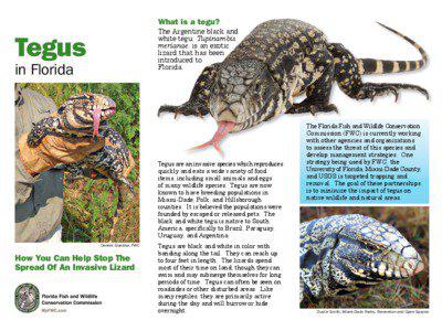 Tegu fast facts 	 	 Tegus are native to South America. 	 	 The tegu’s diet includes fruits, vegetables, eggs, insects, cat or dog food, and small animals such as lizards and rodents. 	 	 Like many reptiles, tegus are m