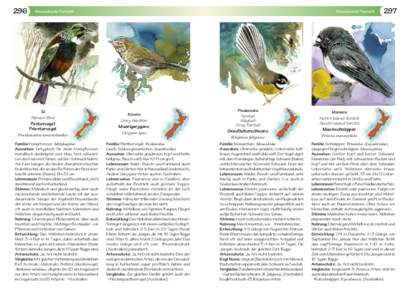 296  Neuseelands Tierwelt Tui Parson Bird