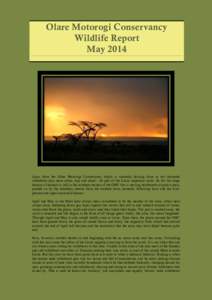 Olare Motorogi Conservancy Wildlife Report May 2014 Supai from the Olare Motorogi Conservancy which is currently hosting close to ten thousand wildebeest plus more zebra, topi and eland - all part of the Lloita migratory