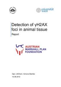 Detection of γH2AX foci in animal tissue