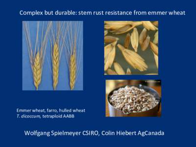 Complex	
  but	
  durable:	
  stem	
  rust	
  resistance	
  from	
  emmer	
  wheat	
    Emmer	
  wheat,	
  farro,	
  hulled	
  wheat	
   T.	
  dicoccum,	
  tetraploid	
  AABB	
    Wolfgang	
  Spielmeye